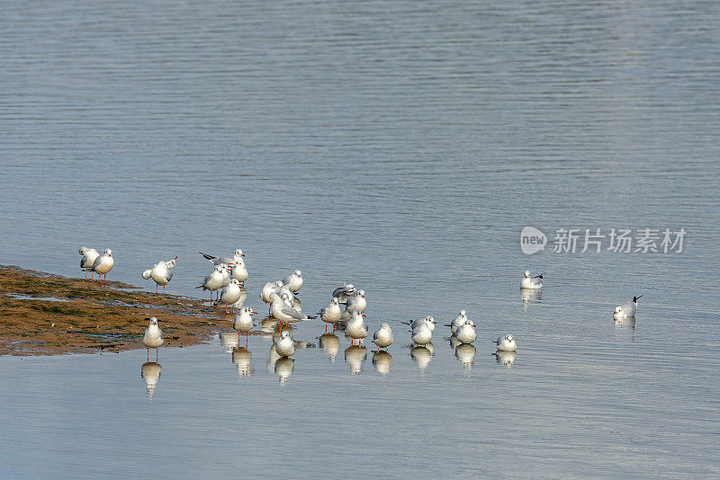 一群黑头鸥(Chroicocephalus ridibundus)